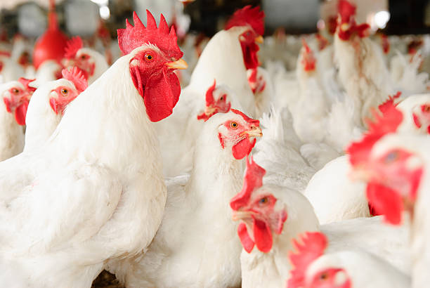 Poultry